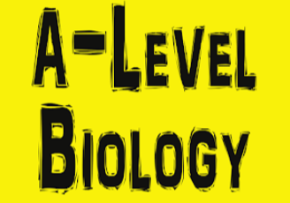 a level����γ���������Щ��