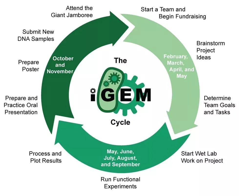 iGEM���ʻ��򹤳̻�����������������ӽ�����